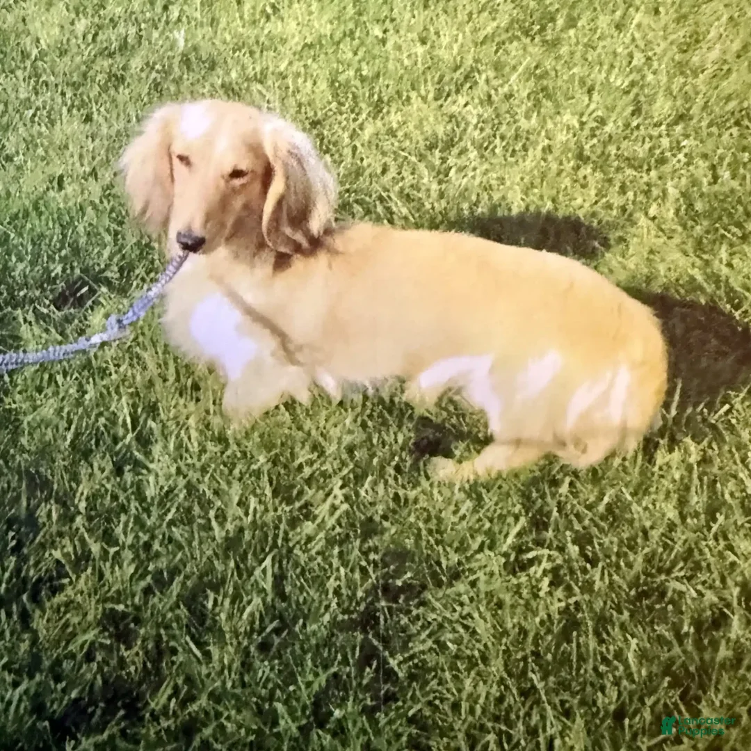 Miniature Dachshund dogs for sale: Celebrity - Image 13
