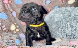 French Bulldog dogs for sale: Jack - Image 10