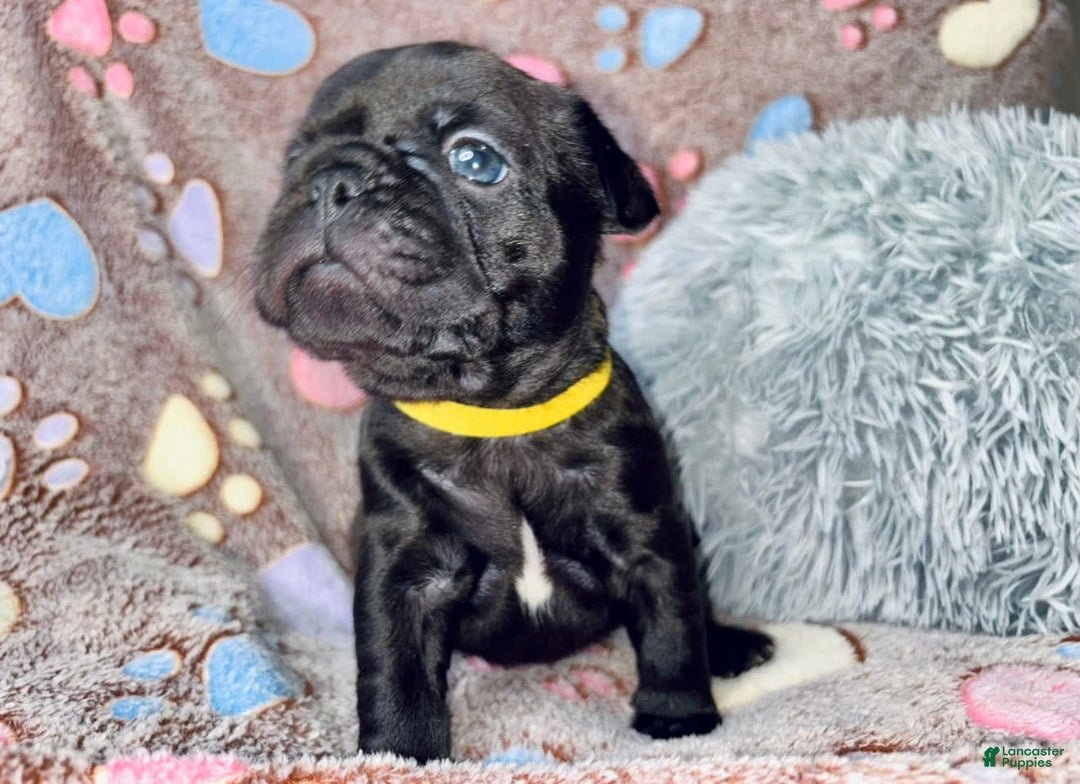 French Bulldog dogs for sale: Jack - Image 10