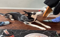Siberian Husky dogs for sale: Syre - Image 2