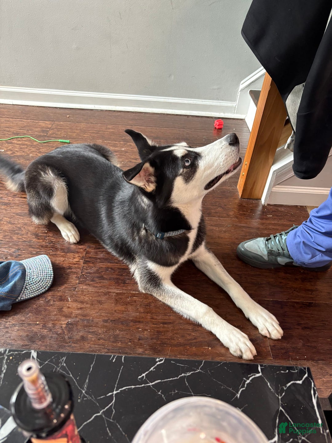 Siberian Husky dogs for sale: Syre - Image 2