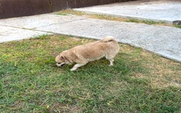 Pomeranian dogs for sale: Giovanna - Image 9
