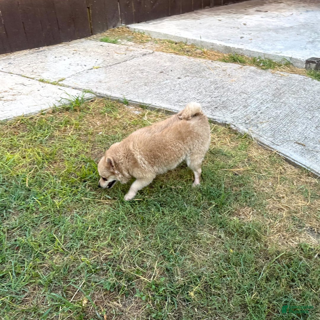 Pomeranian dogs for sale: Giovanna - Image 9