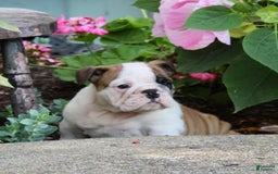 English Bulldog dogs for sale: Wendy - Image 19