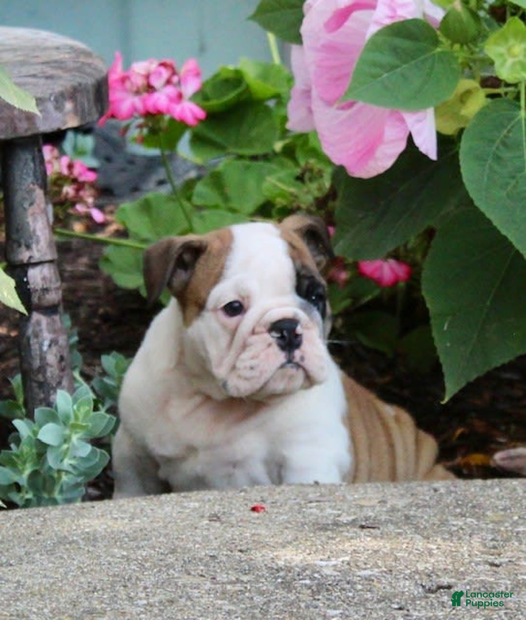 English Bulldog dogs for sale: Wendy - Image 19