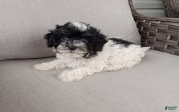 Havapoo dogs for sale: Jojo - Image 1