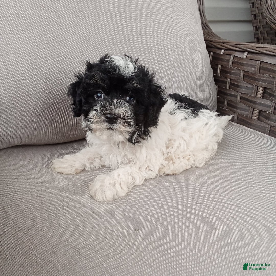 Havapoo dogs for sale: Jojo - Image 1