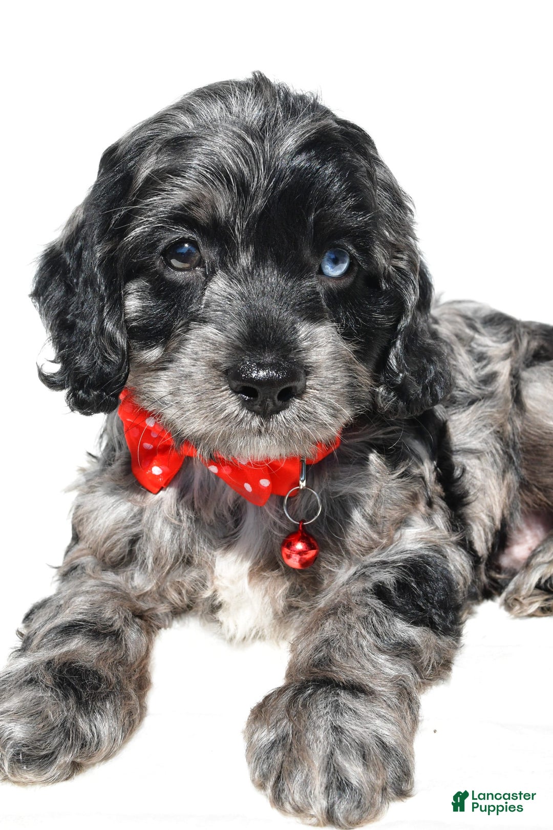 Cockapoo dogs for sale: Wilson - Image 4