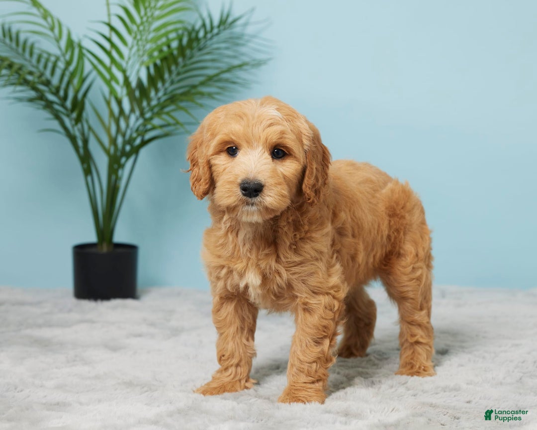 Mini Goldendoodle dogs for sale: Sunshine - Image 3