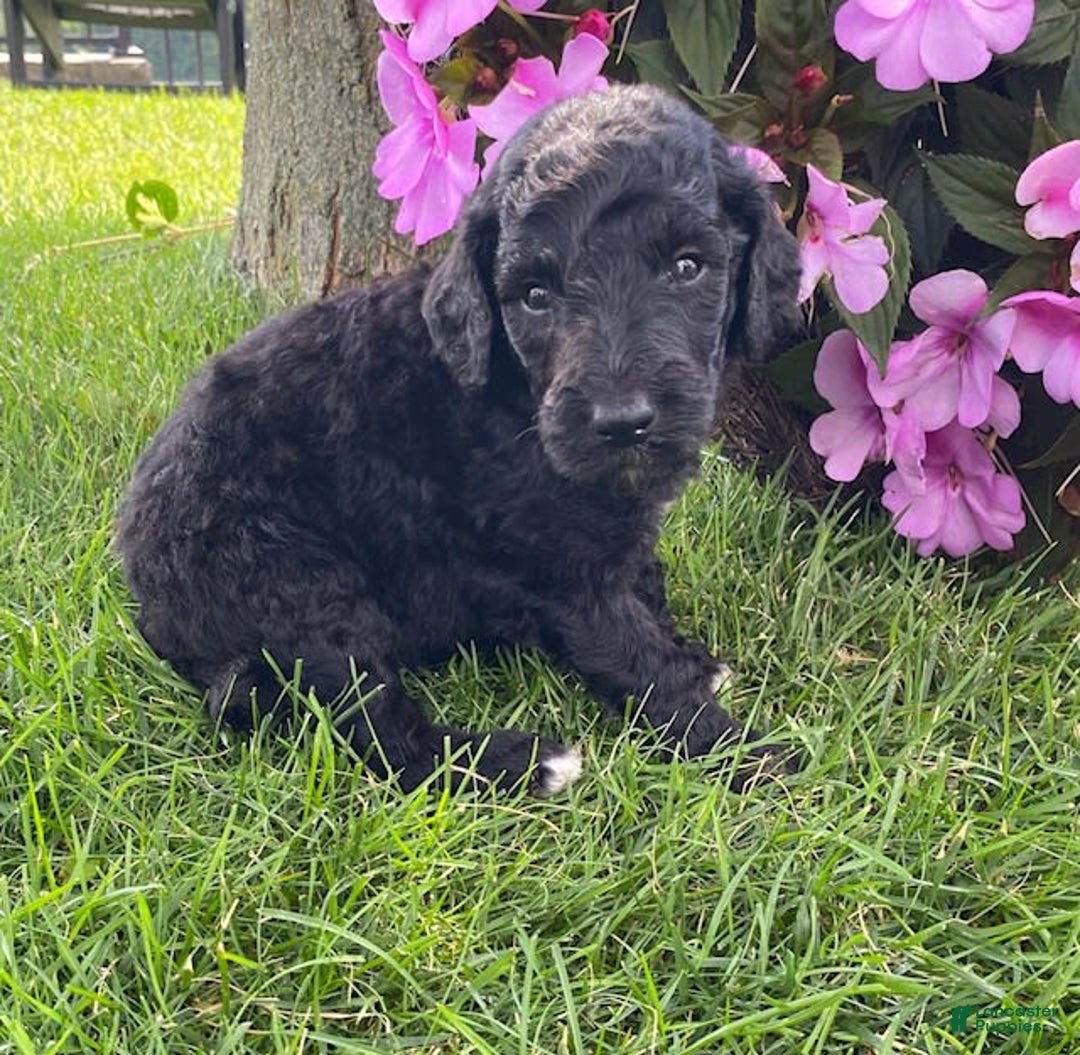 Standard Poodle dogs for sale: Roman - Image 4