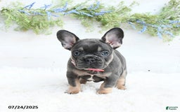 French Bulldog dogs for sale: French Bulldog 6 puppies - Image 3
