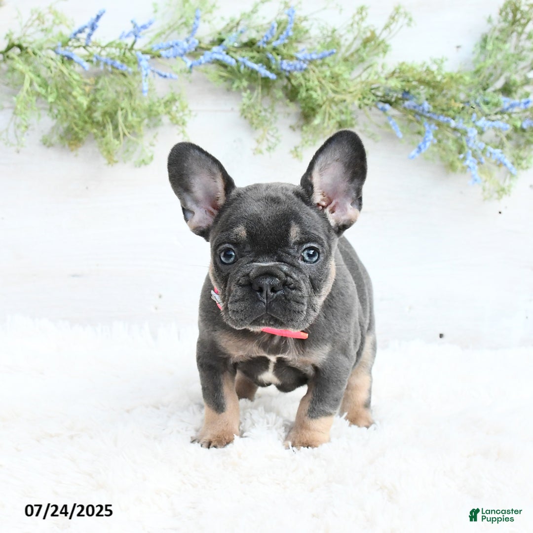 French Bulldog dogs for sale: French Bulldog 6 puppies - Image 3