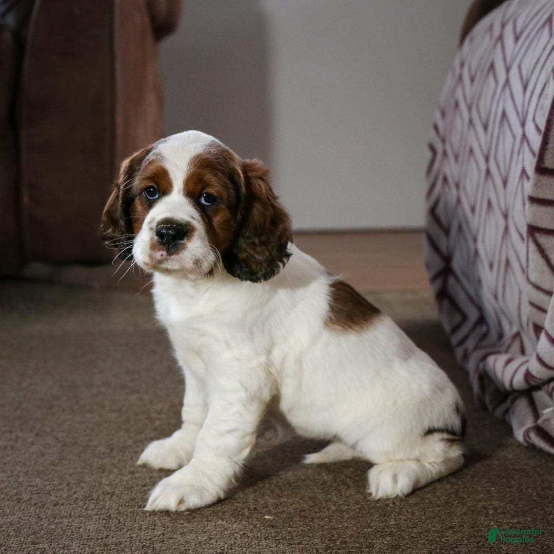Saint Berdoodles dogs for sale: Bianca - Image 7