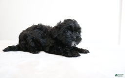 Shihpoo dogs for sale: Luna - Image 10