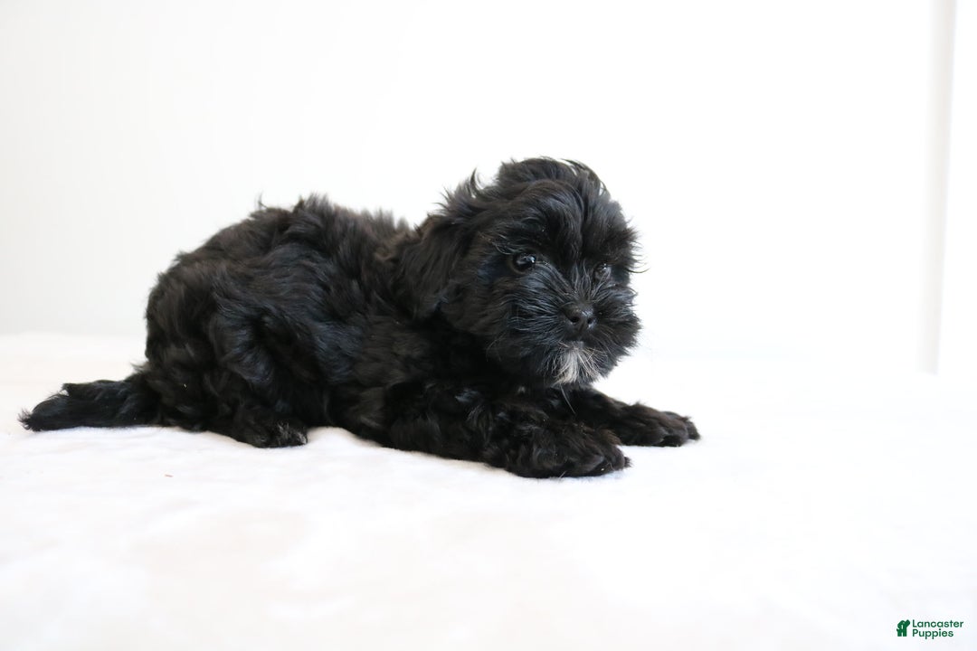 Shihpoo dogs for sale: Luna - Image 10