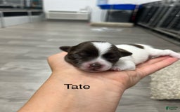 Chihuahua dogs for sale: Tat - Image 1