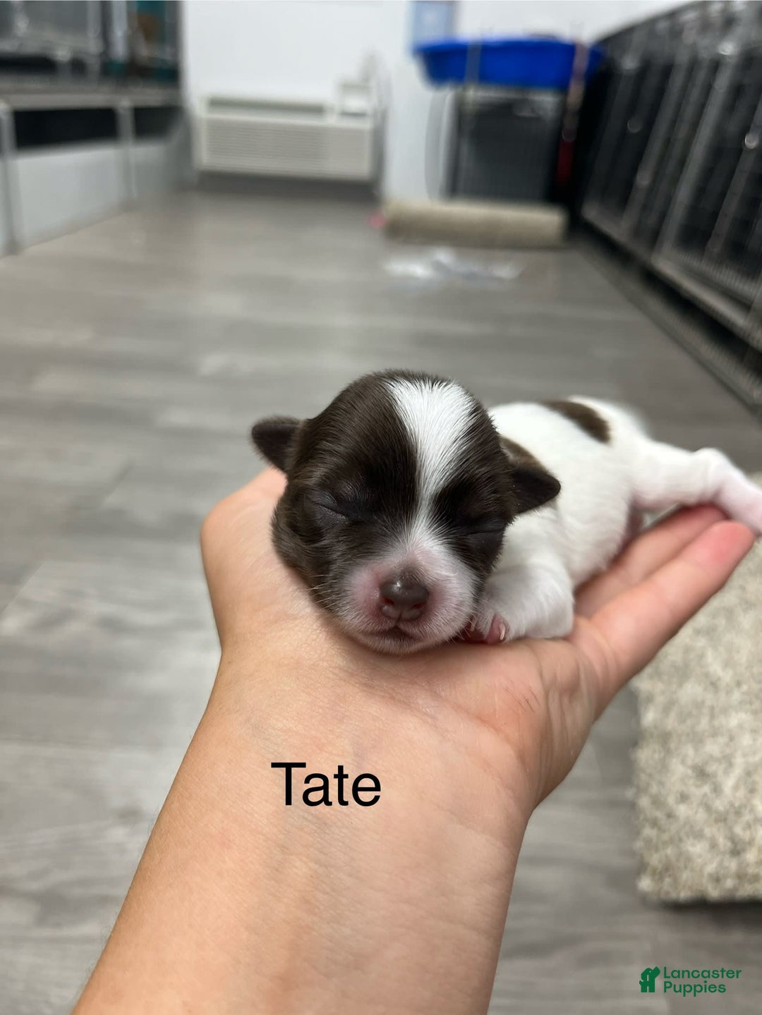 Chihuahua dogs for sale: Tat - Image 1