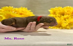 American Bully dogs for sale: Ms. Rose - Image 1