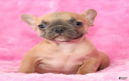 French Bulldog dogs for sale: Blake - Image 8