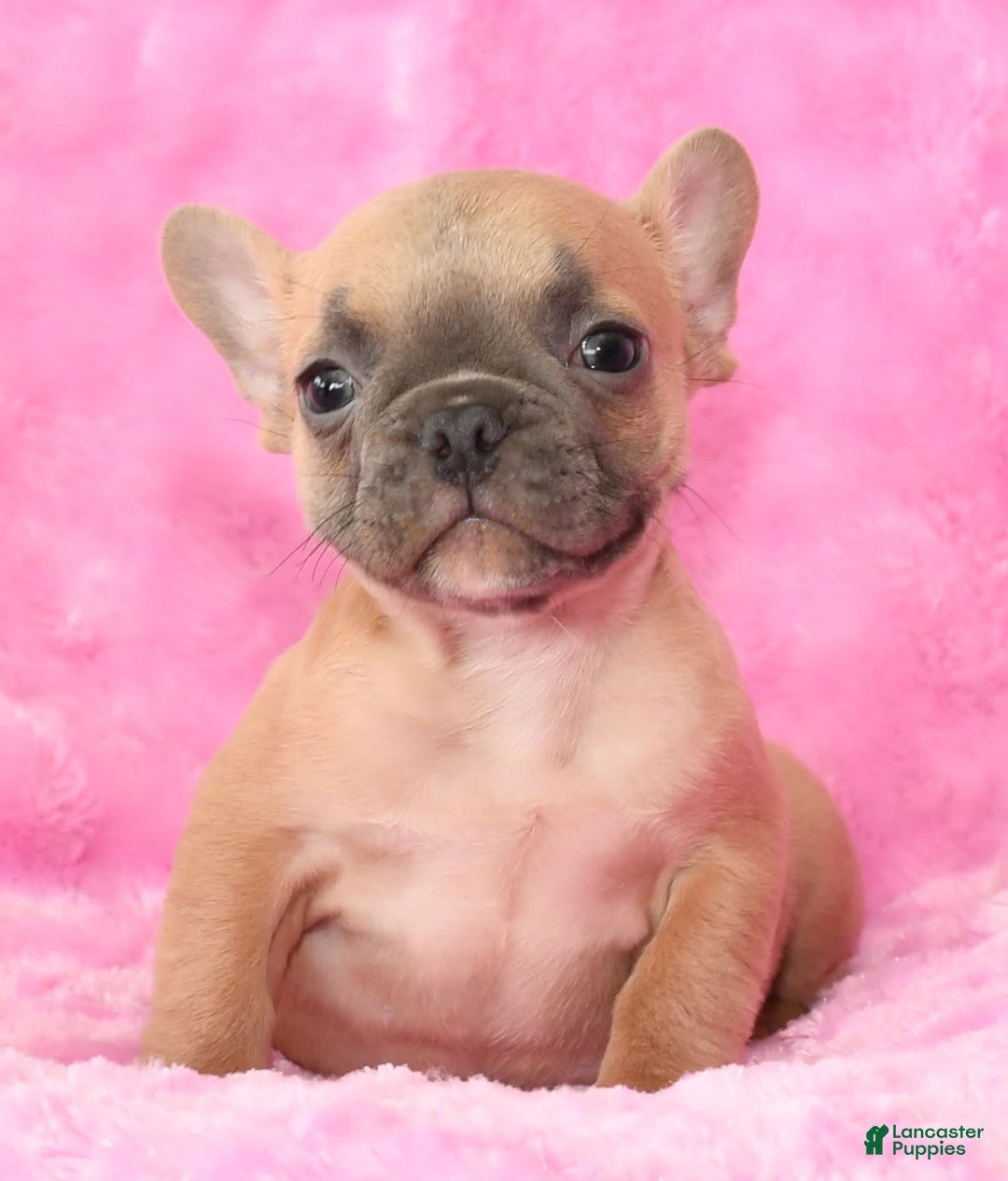 French Bulldog dogs for sale: Blake - Image 8