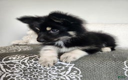 Pomsky dogs for sale: Birdie - Image 4