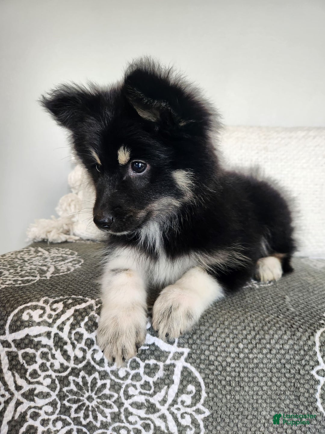 Pomsky dogs for sale: Birdie - Image 4