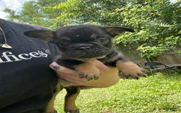 French Bulldog dogs for sale: Luna - Image 1