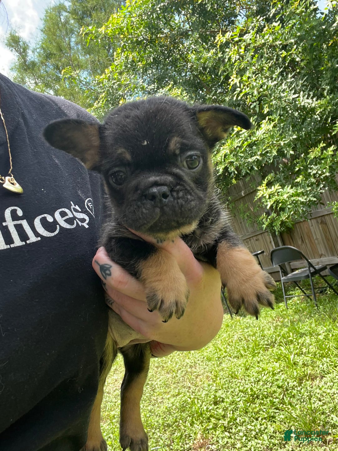 French Bulldog dogs for sale: Luna - Image 1