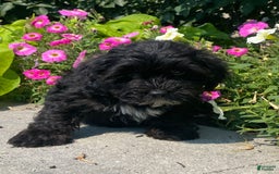 Lhasapoo dogs for sale: Jonah - Image 5