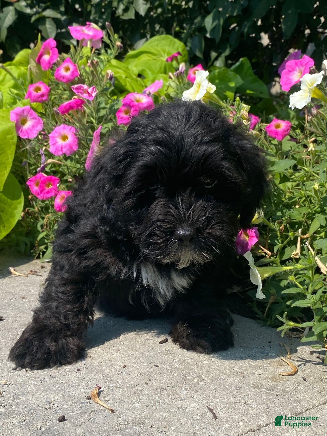 Lhasapoo dogs for sale: Jonah - Image 5