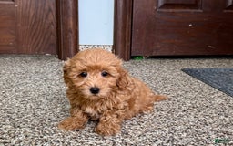 Coton De Tulear dogs for sale: Sally - Image 5