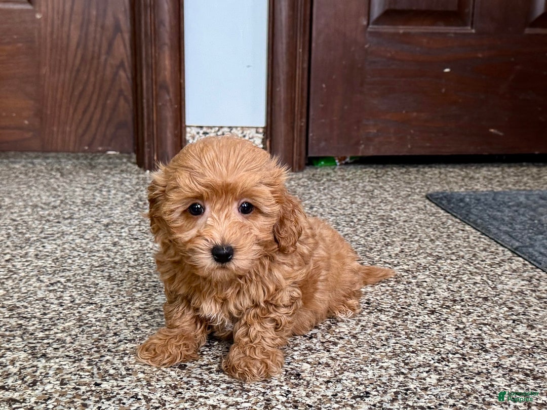 Coton De Tulear dogs for sale: Sally - Image 5