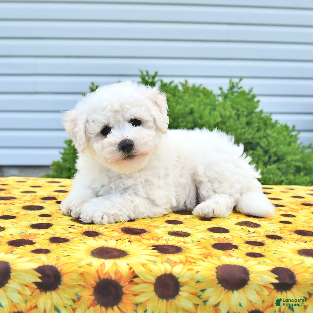 Bichon Frise dogs for sale: Vester - Image 4