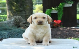 Labrador Retriever dogs for sale: Willow - Image 7