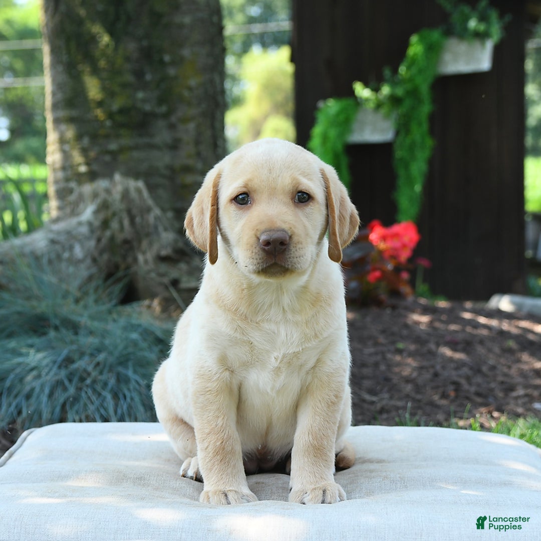 Labrador Retriever dogs for sale: Willow - Image 7