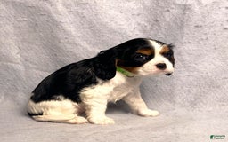 Cavalier King Charles Spaniel dogs for sale: Abby - Image 14