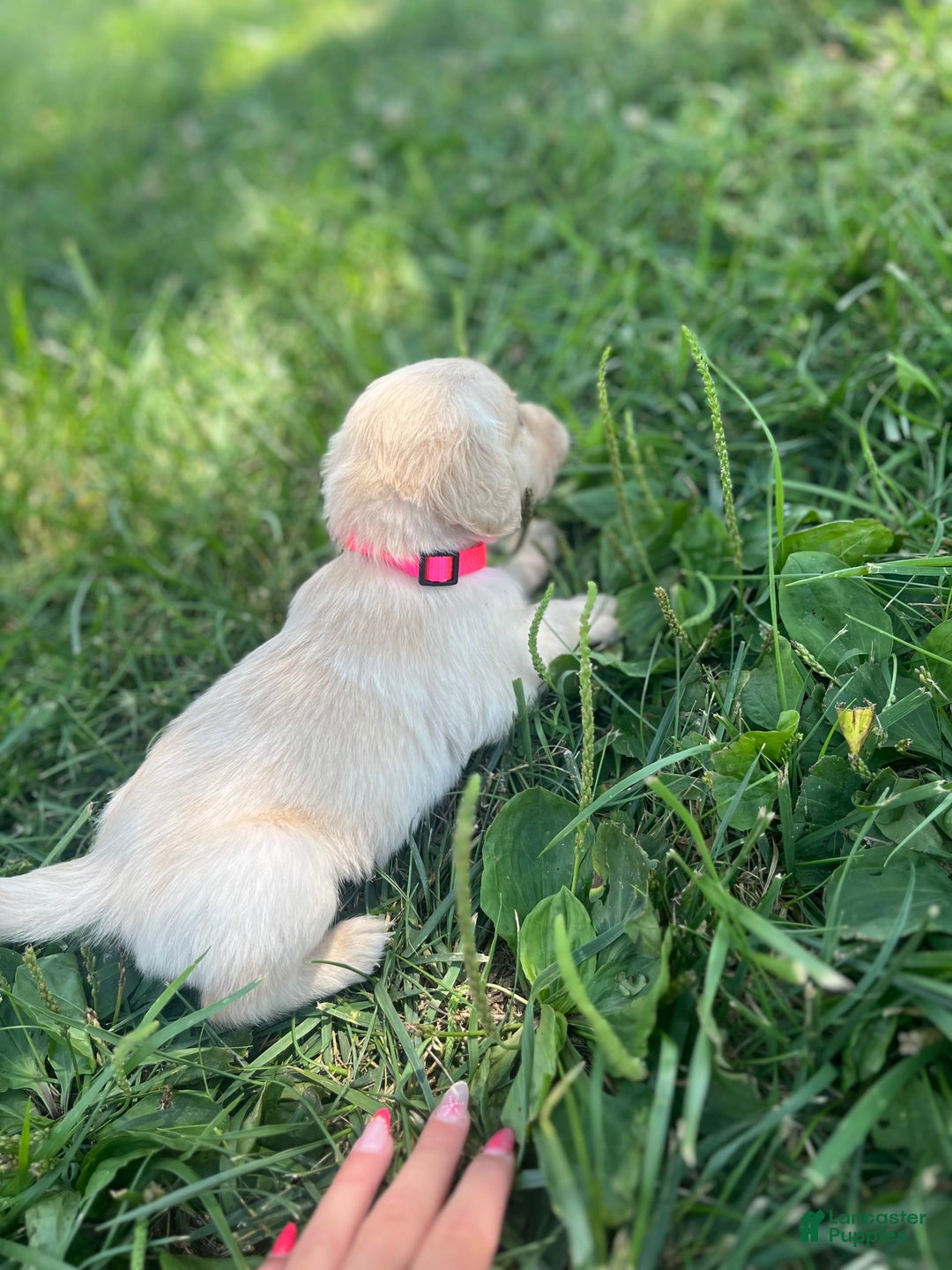 Golden Retriever dogs for sale: Golden Retriever 9 puppies - Image 23