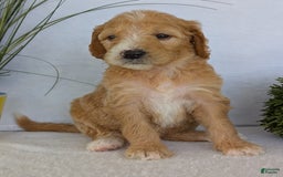 Goldendoodle dogs for sale: Sadie - Image 13