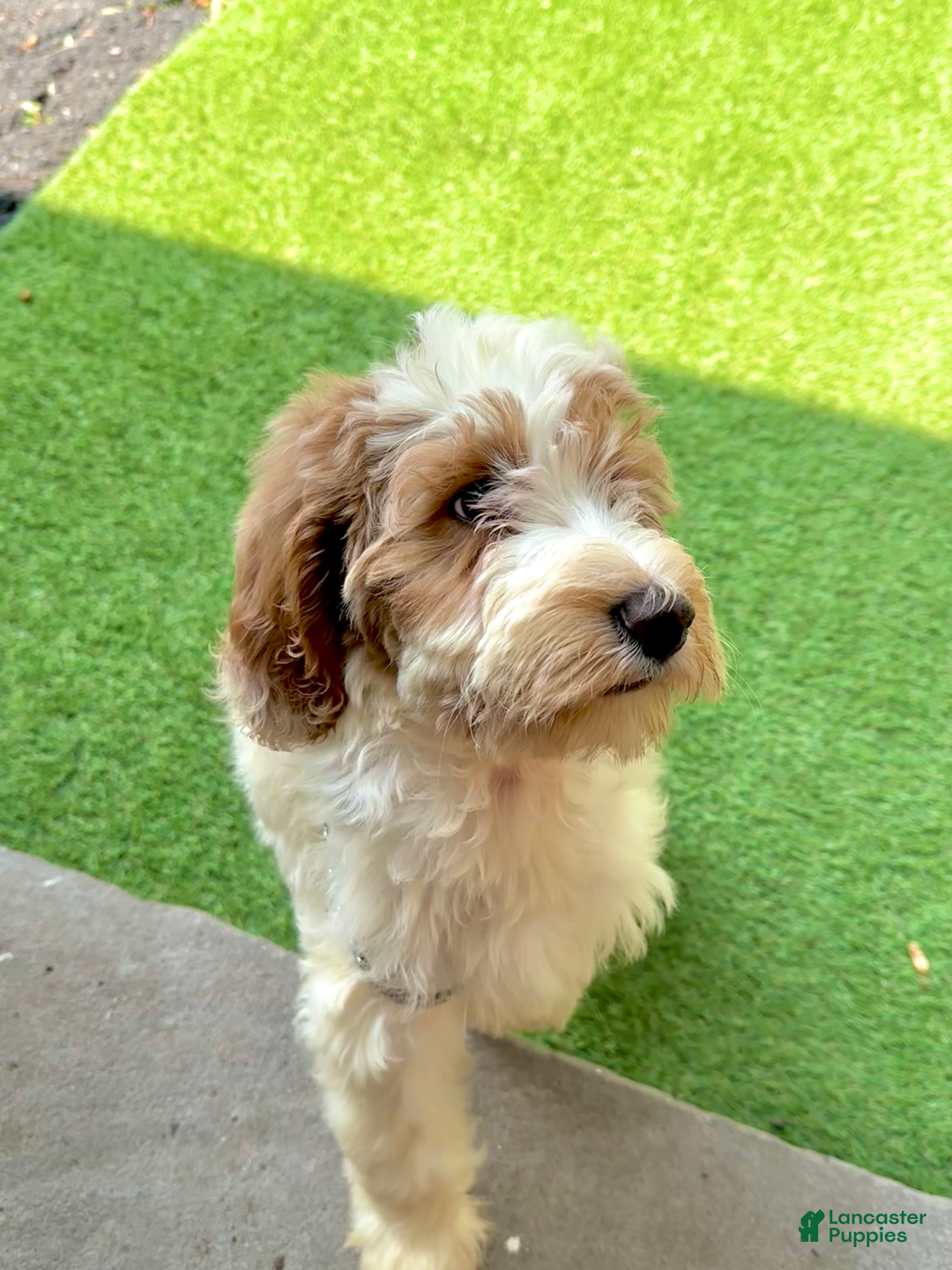 Goldendoodle dogs for sale: Nala - Image 2
