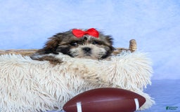 Shih Tzu dogs for sale: Lucky - Image 11