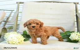 Mini Goldendoodle dogs for sale: Jodi - Image 2