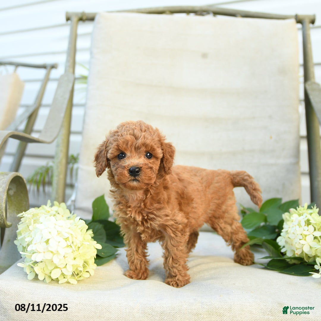 Mini Goldendoodle dogs for sale: Jodi - Image 2