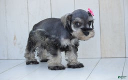 Miniature Schnauzer dogs for sale: Tanzy - Image 2