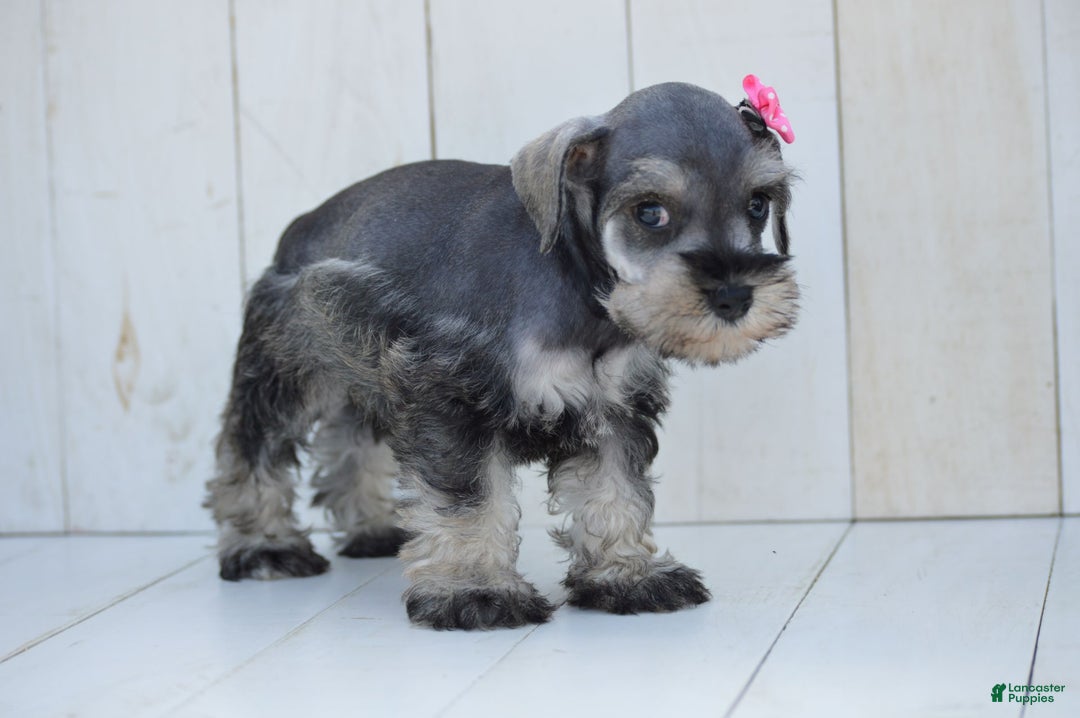 Miniature Schnauzer dogs for sale: Tanzy - Image 2