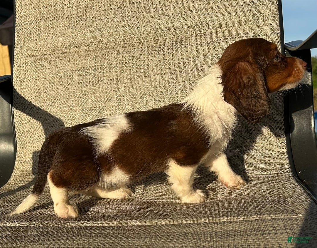 Miniature Dachshund dogs for sale: Reid - Image 4