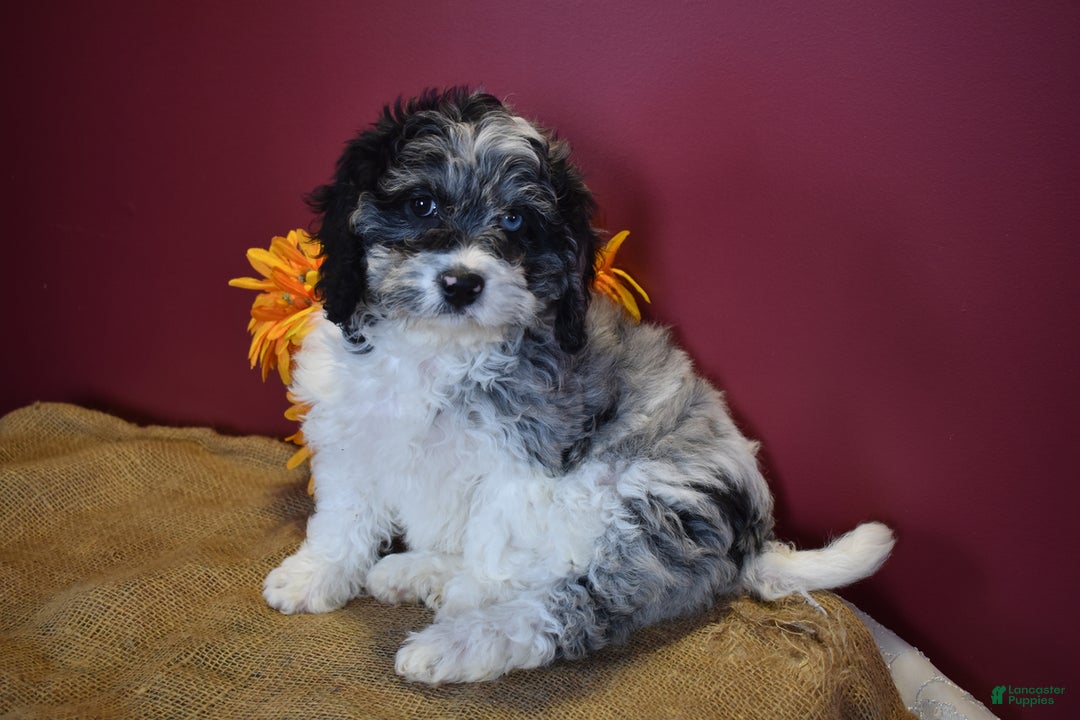 Cavapoo dogs for sale: Joann - Image 5