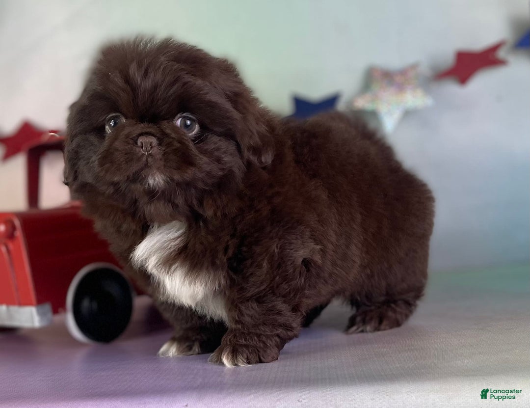 Pekingese dogs for sale: Akc Chocolate Truffle Dna Ofa - Image 2