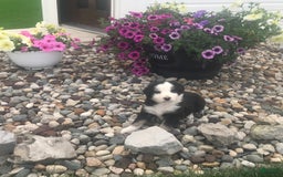 English Shepherd dogs for sale: Tommy - Image 4