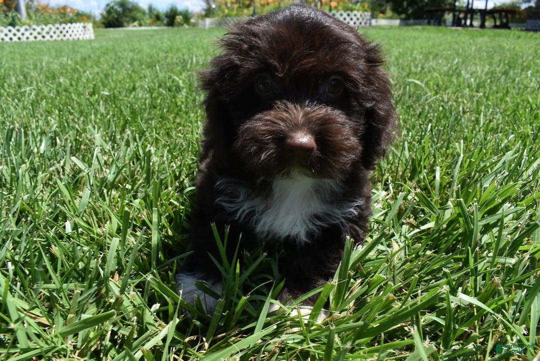 Havapoo dogs for sale: Abbie - Image 7