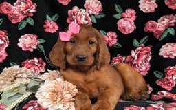 Irish Setter dogs for sale: Izzie - Image 5